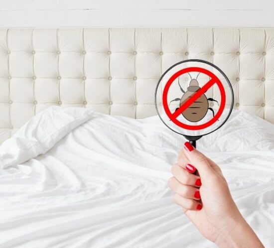 房間突然出現小蟲？潮濕蟲成因、清除方法與專家推薦全面解析
