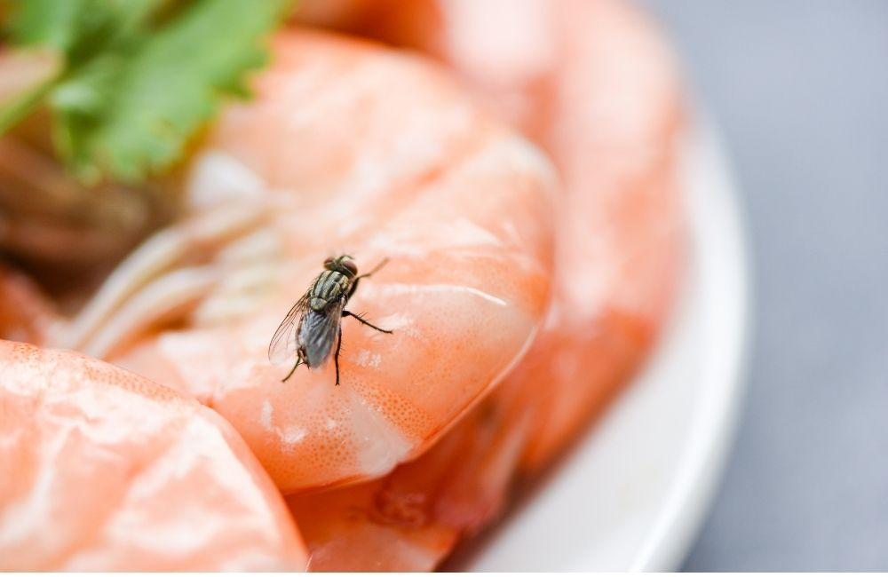 居家與廚房怎麼防止蒼蠅？這樣做才能持久有效