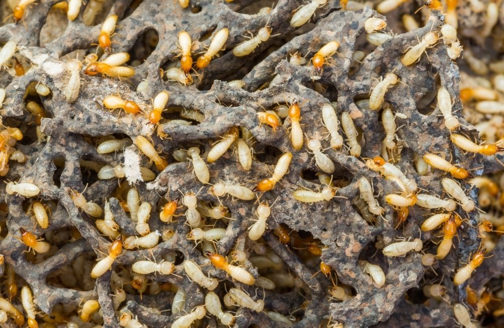 家裡出現白蟻窩怎麼辦？白蟻防治公司教你正確處理與預防
