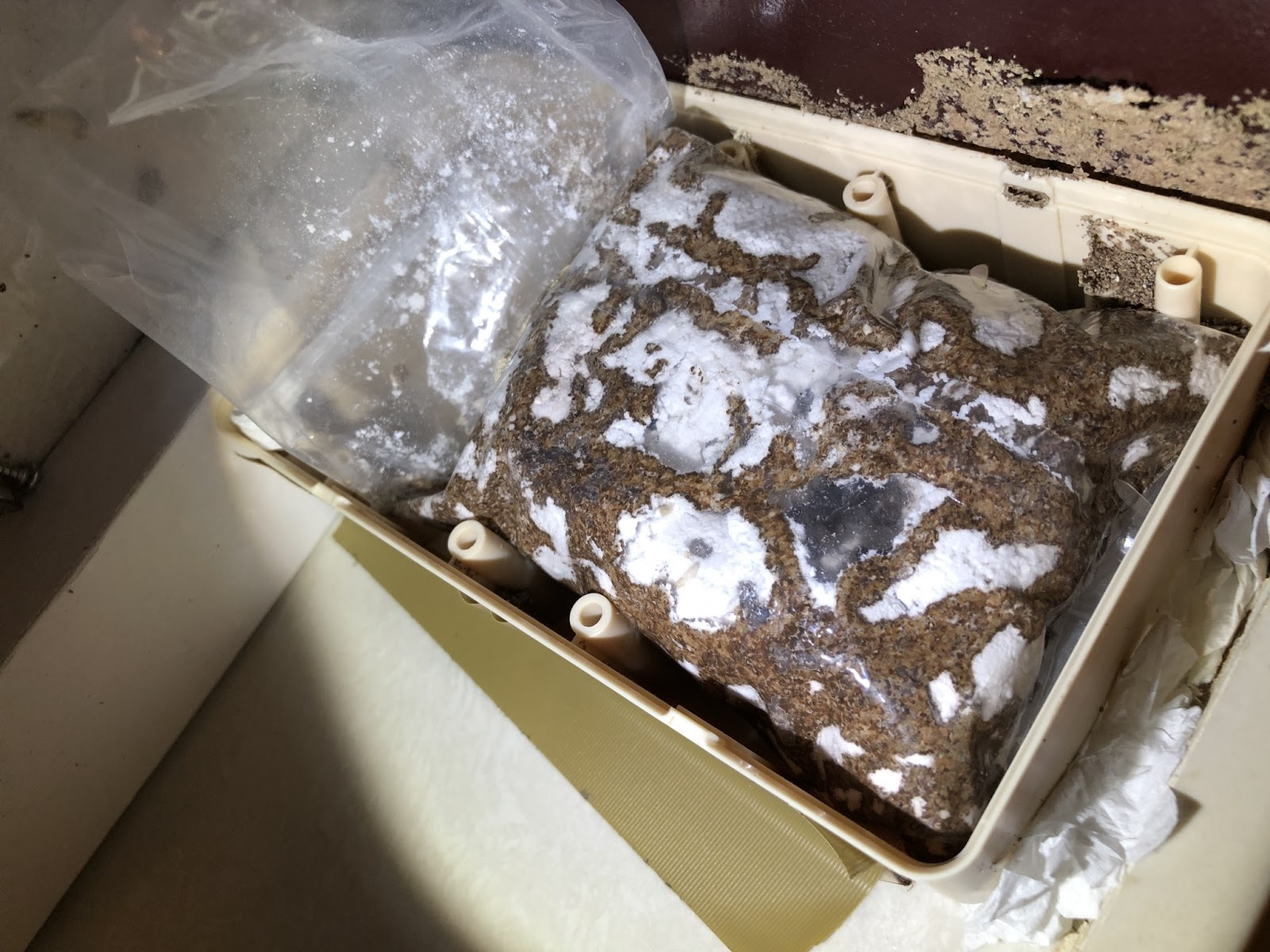 專業白蟻防治流程介紹
