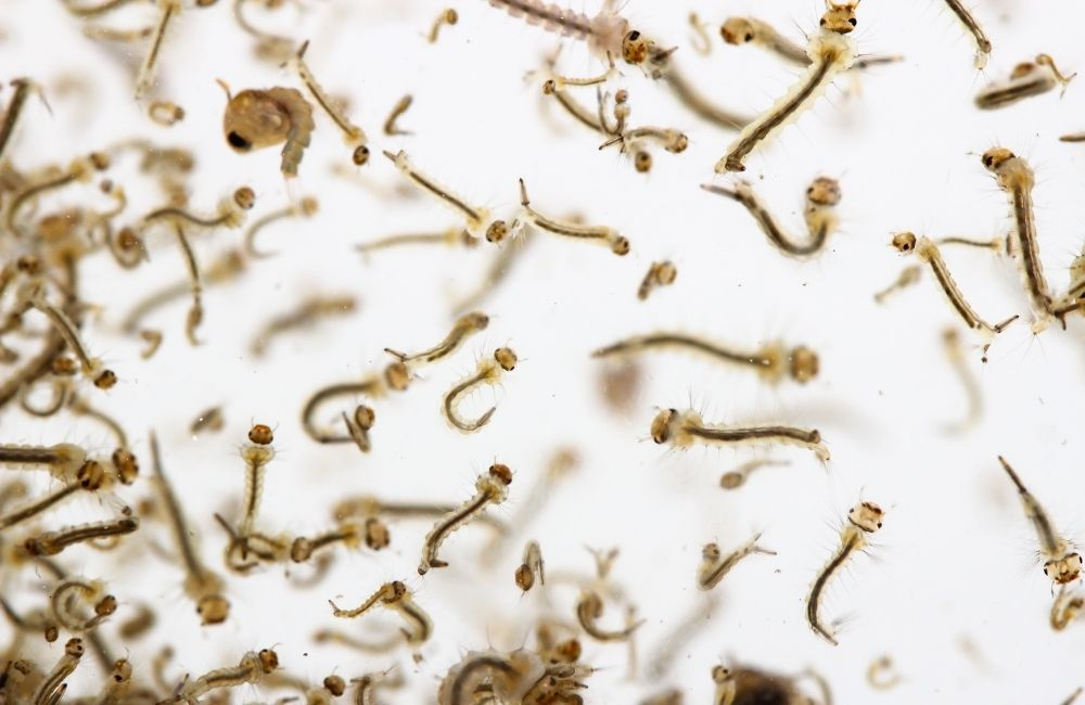 百利普芬環境用藥介紹｜孑孓、蛾蚋、果蠅防治的使用方法