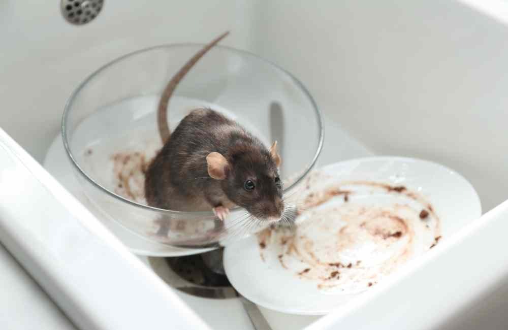 怎麼挑對滅鼠公司?專業與合法是首要關鍵