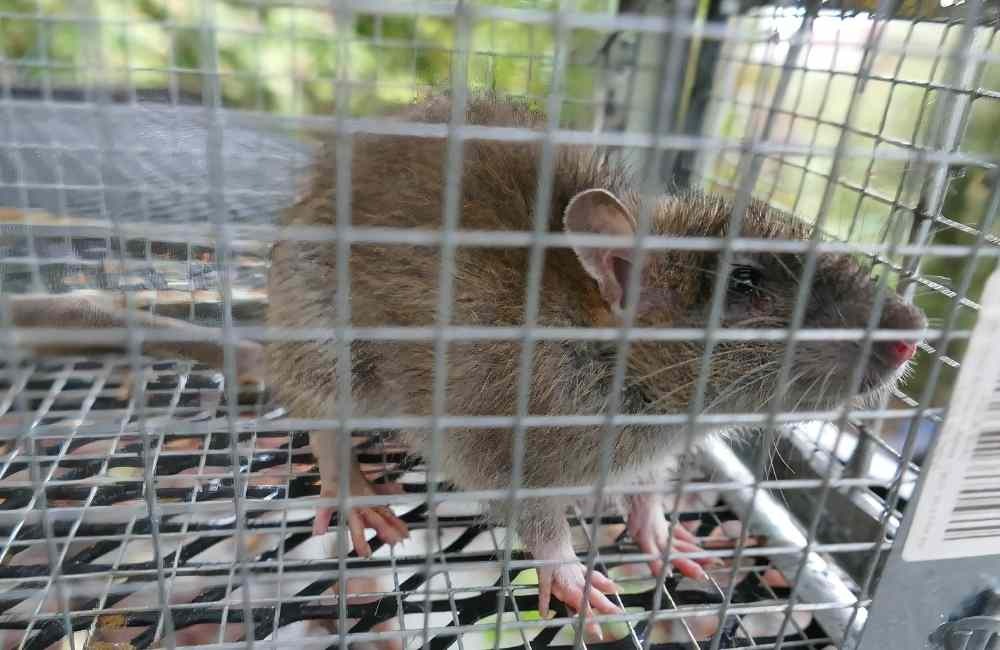 實際案例分享|這些家庭、店家怎麼靠滅鼠公司解決問題