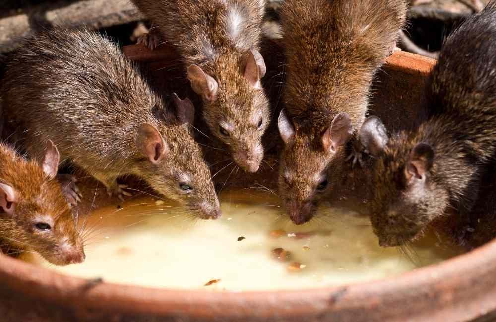 怎麼知道老鼠已經「不是一兩隻」的問題?