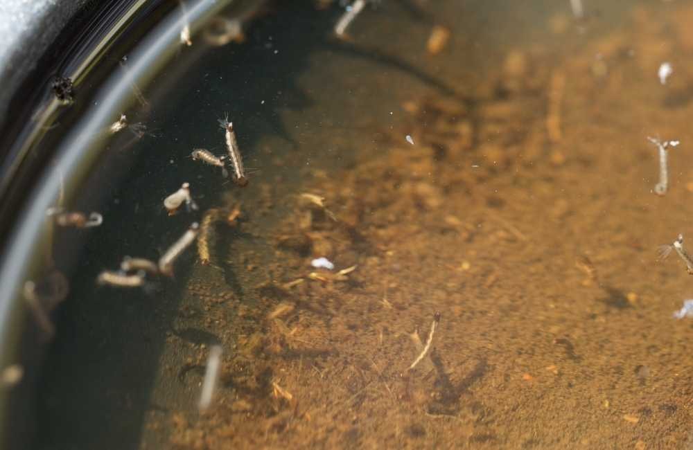 常見殺蟲劑成分解析｜從毒性到潛在風險