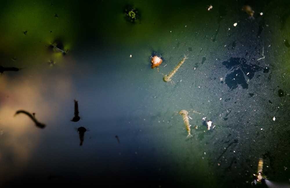 3 款環保用藥新選擇｜遠離殺蟲劑危害的新趨勢