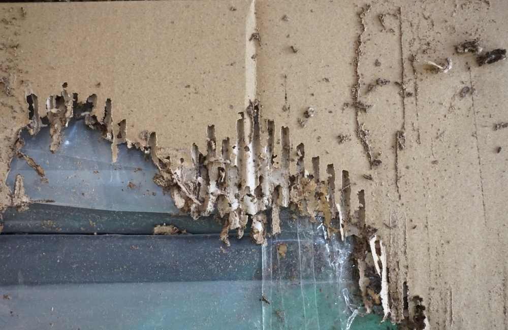 白蟻藥哪裡買?先搞懂合法與非法通路差在哪