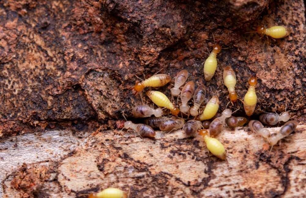 白蟻藥成分安全嗎?常見藥劑分類與健康風險