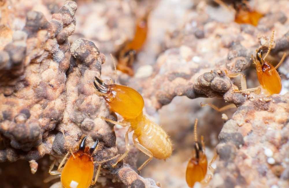 白蟻藥哪裡買最安全?專家推薦三大合法購買通路