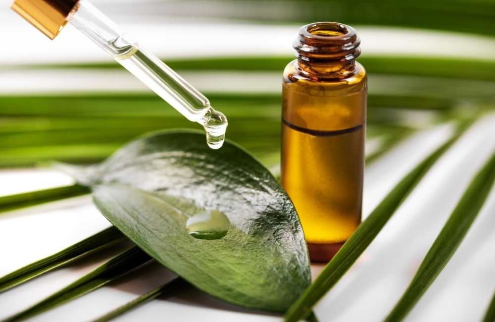 跳蚤怕什麼氣味?天然驅蚤精油與日常配方