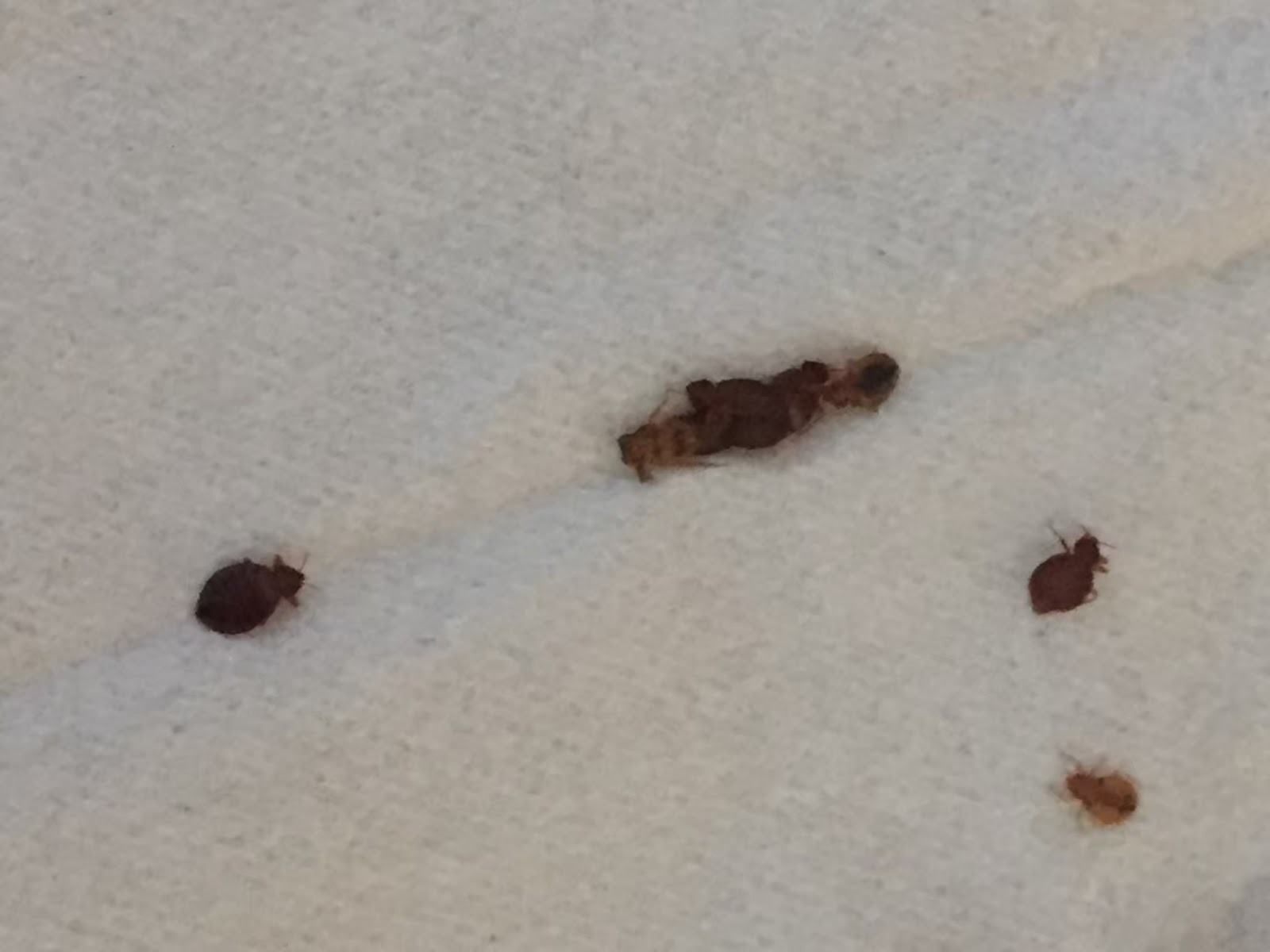 跳蚤怕什麼?從環境條件看出牠們的罩門