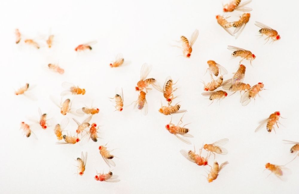 果蠅怎麼處理最快？除蟲公司常用的方法與你在家能做的 5 種步驟