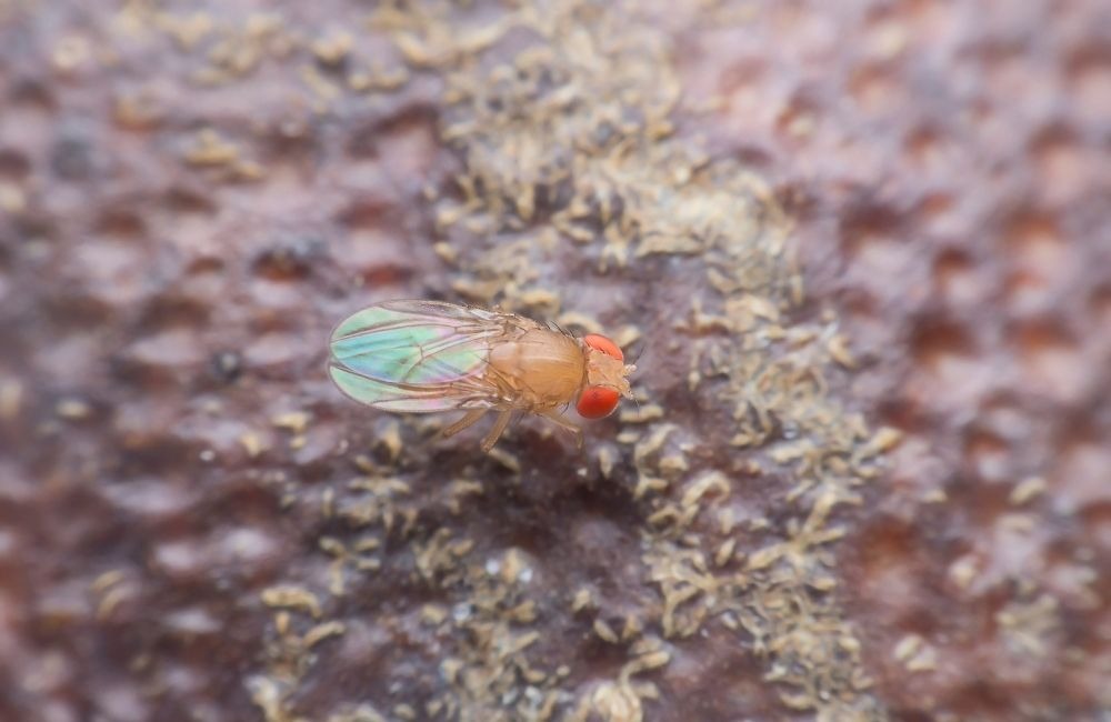 果蠅怎麼處理最快?先了解果蠅出現的真正原因