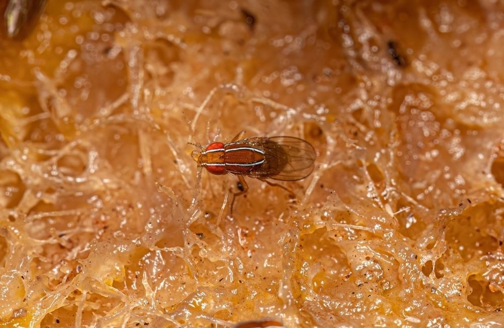 果蠅怎麼處理不再復發?防治的長期維護重點