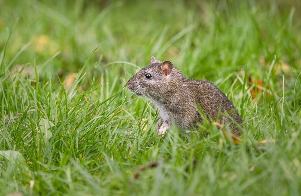 驅鼠膏是什麼？作用原理與常見迷思