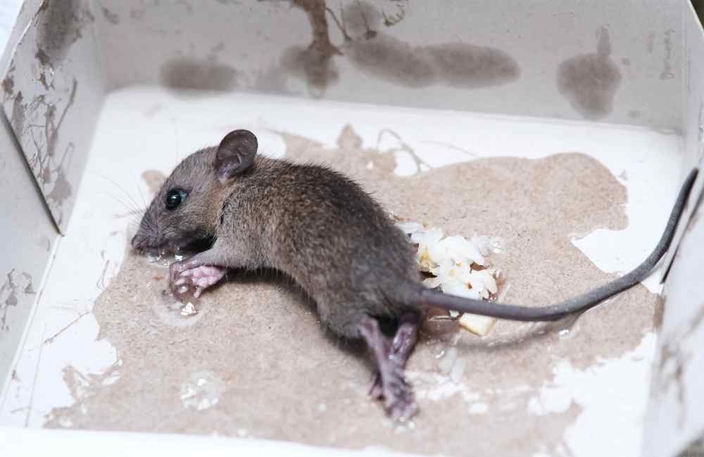 為什麼會有人想徒手抓老鼠？常見情境與心理誤判