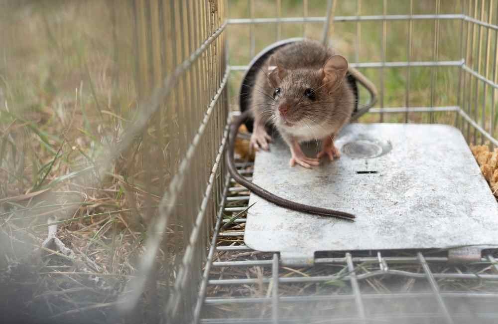 徒手抓老鼠真的可行嗎？除蟲公司揭開風險、迷思與正確處理方式