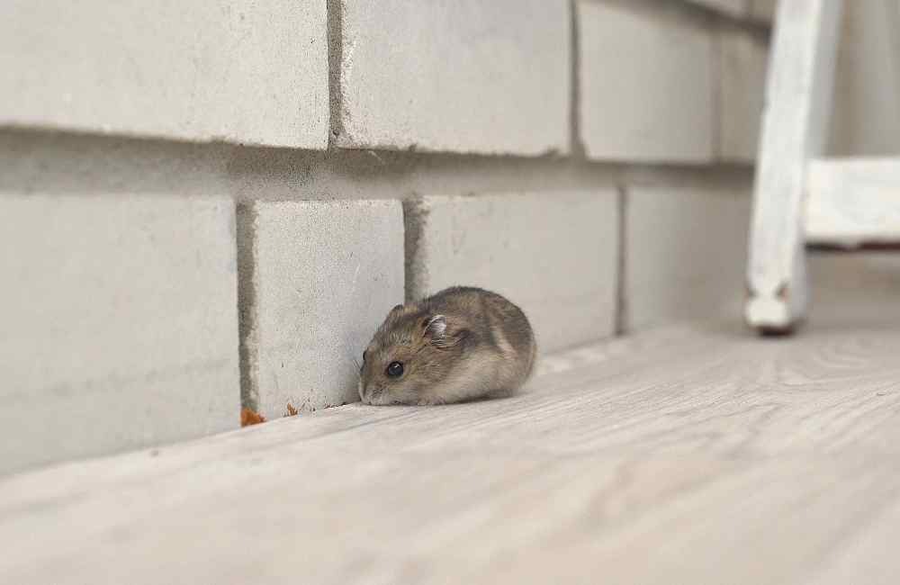 徒手抓老鼠真的可行嗎？從除蟲公司實務看成功率與風險