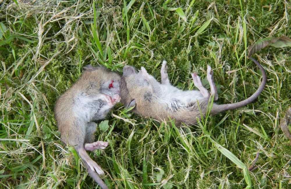 不徒手抓老鼠，還有哪些正確又安全的處理方式？