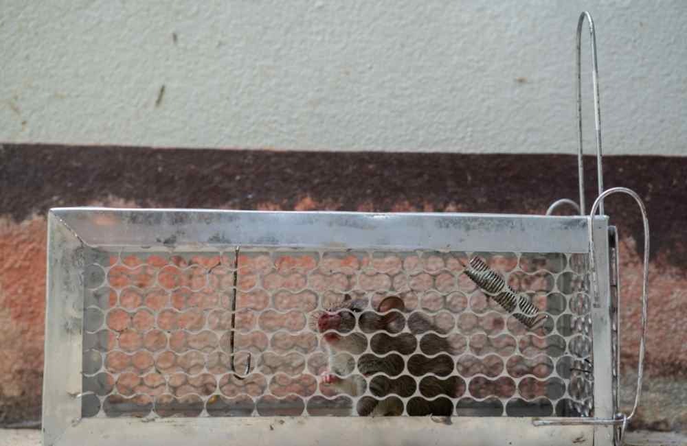 徒手抓老鼠的真實風險：不只是被咬那麼簡單