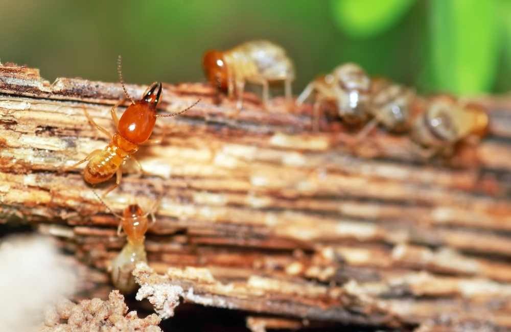 白蟻餌劑是什麼？和傳統白蟻防治方法差在哪