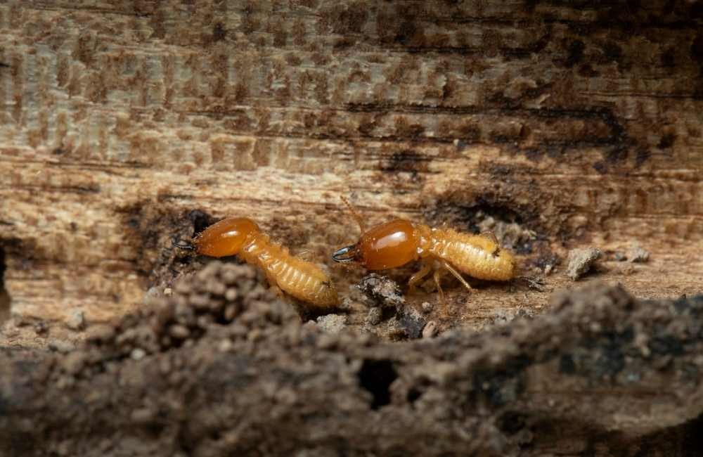 白蟻防治怎麼做才不會越處理越糟？白蟻餌劑的效果與使用重點