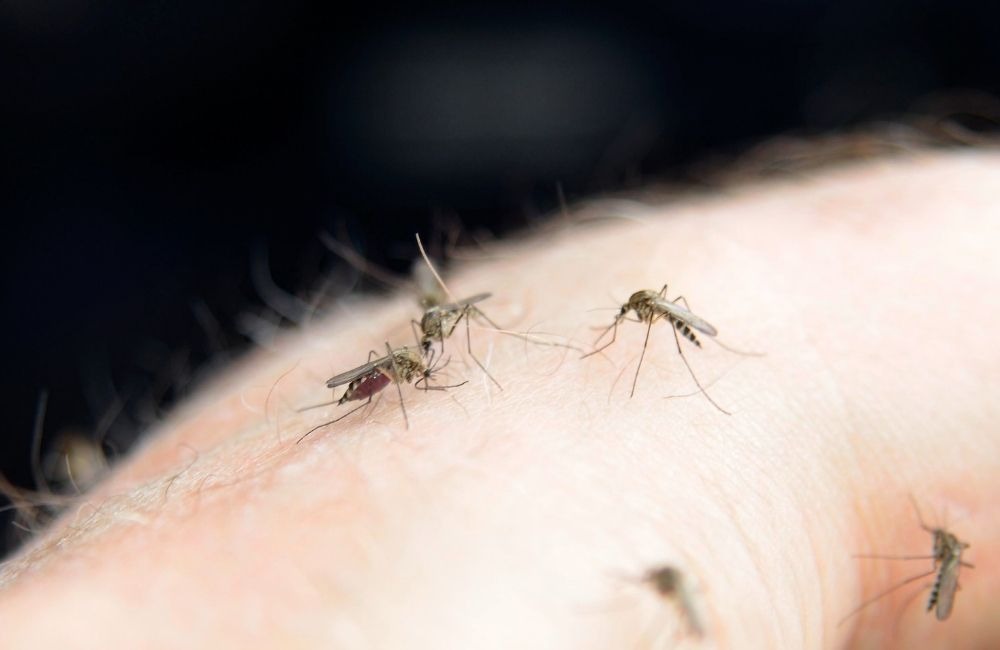 房間一直有蚊子怎麼辦？環境因素比你想得更關鍵