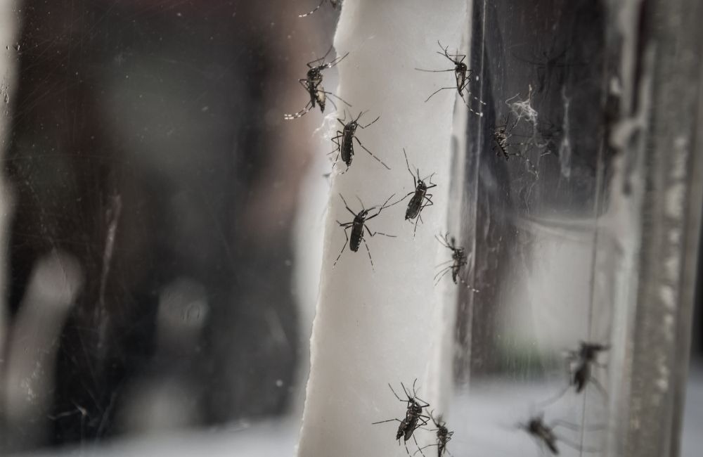 房間一直有蚊子怎麼辦？專家教你找出來源與有效解決方法