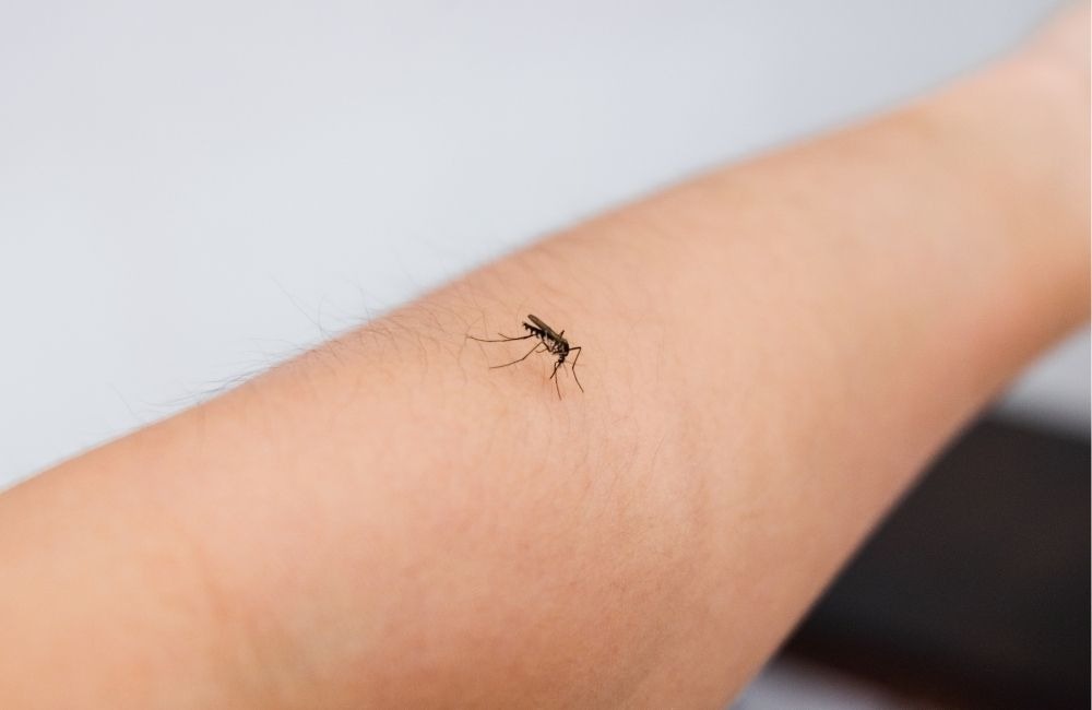 房間一直有蚊子怎麼辦？專家建議的正確改善順序