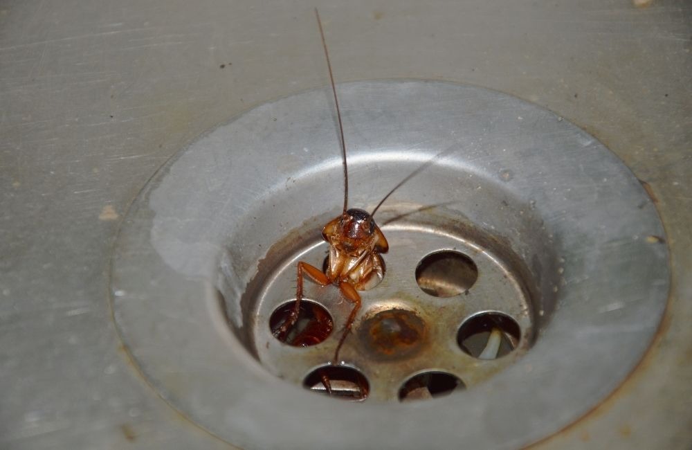 殺蟲劑常見迷思破解：你以為安全，其實不一定