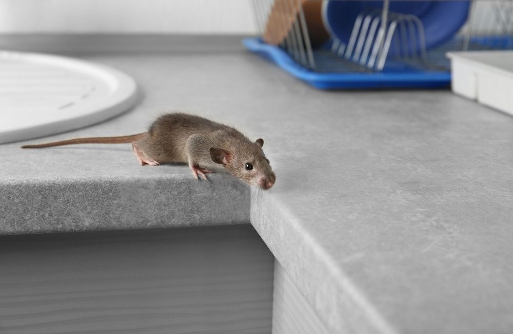 老鼠冬天躲在牆壁裡，亂放藥為什麼更危險？