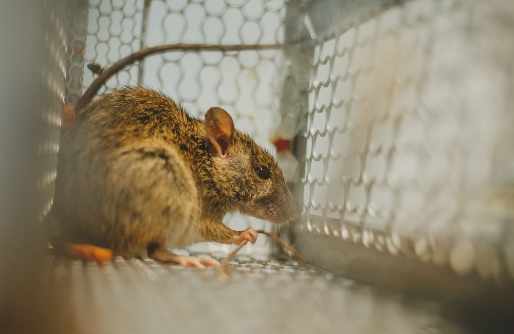 老鼠冬天處理完沒補洞？等於白忙一場