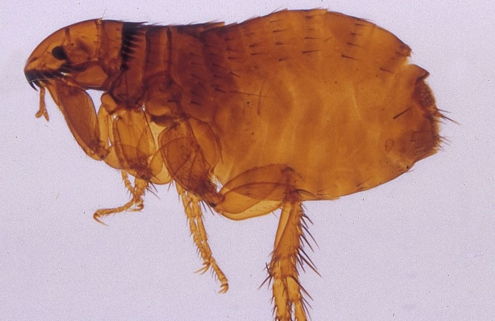 家裡出現跳蚤,先別急著噴藥:你真的需要跳蚤藥嗎?