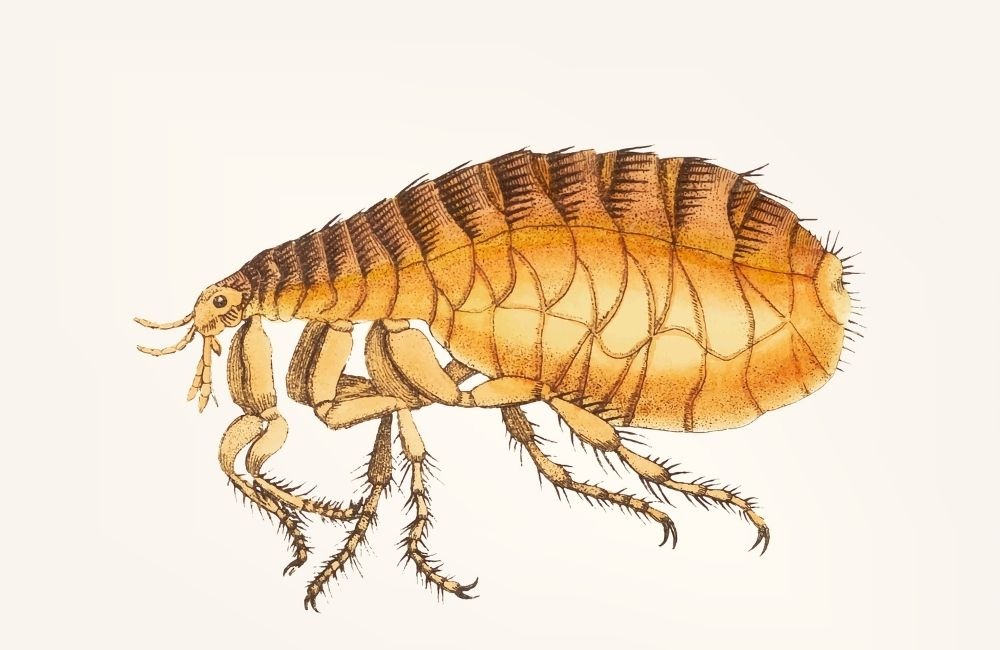 不用跳蚤藥可以解決嗎?哪些方式只適合輕微跳蚤問題