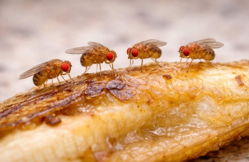 常見居家果蠅消滅方法與適用情境