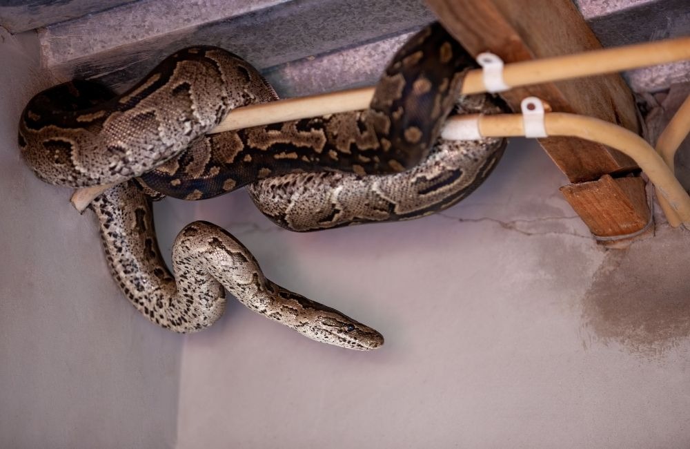 不同住宅空間的防蛇方法重點