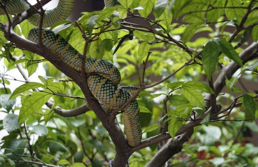 最基本也最有感的防蛇方法：從環境整理開始