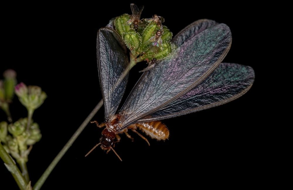 大水螞蟻出沒時間是幾點？晚上大量出現的原因解析