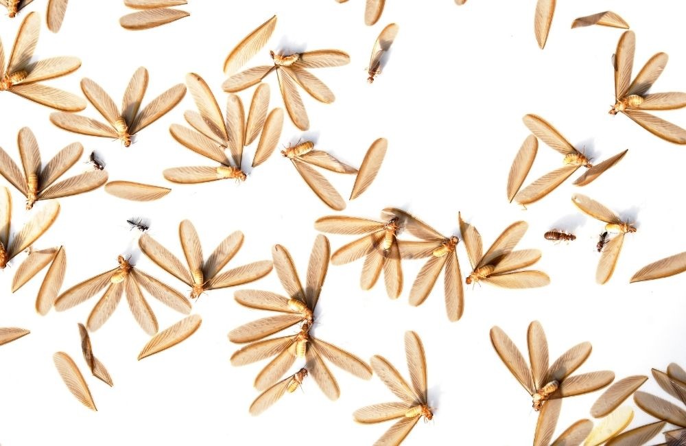 看到大水螞蟻代表什麼？其實就是白蟻分飛期到了