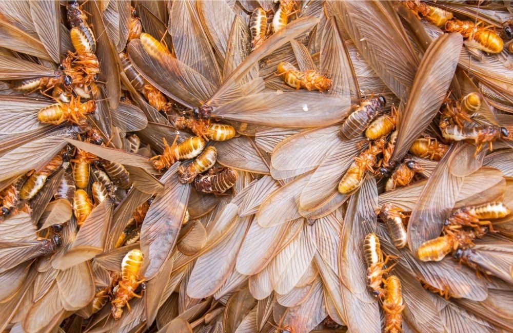 大水螞蟻出沒時間與季節關係：一年幾月最常出現？