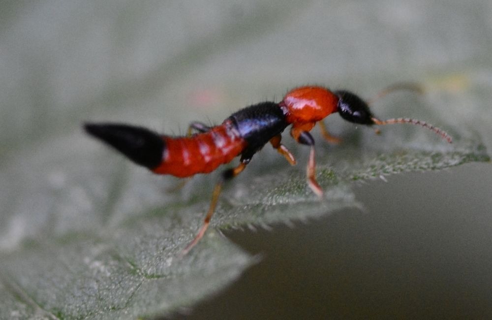 隱翅蟲殺蟲劑可以用嗎？使用前必須知道的風險