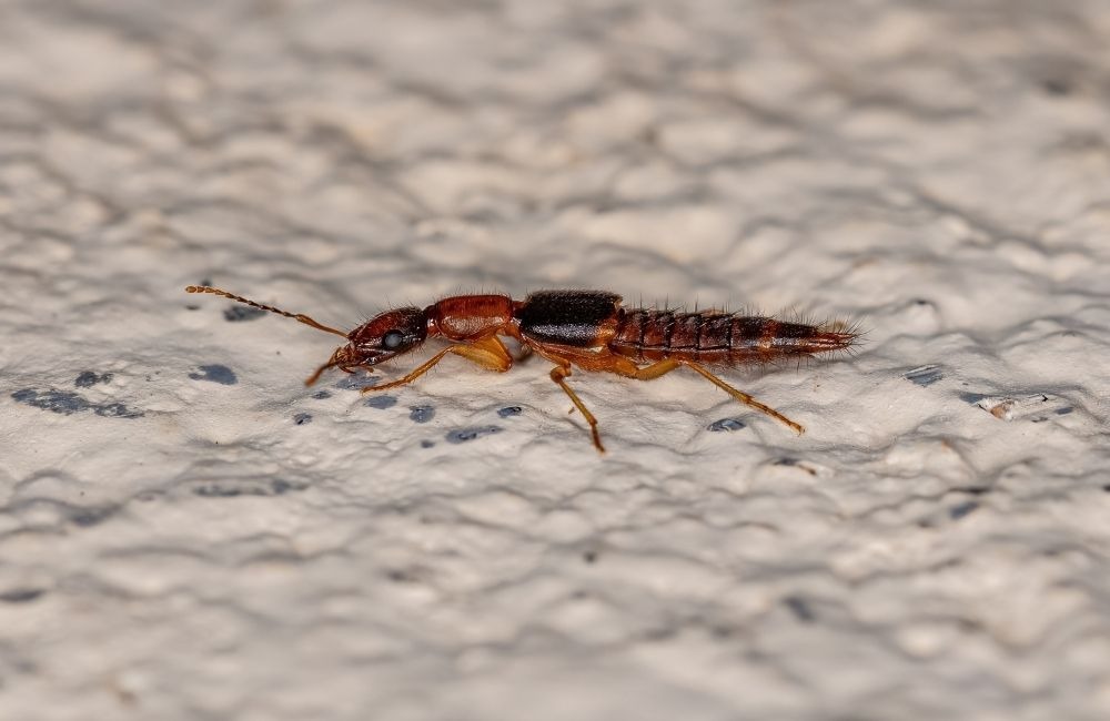 隱翅蟲殺蟲劑真的有效嗎？常見防治方式比較