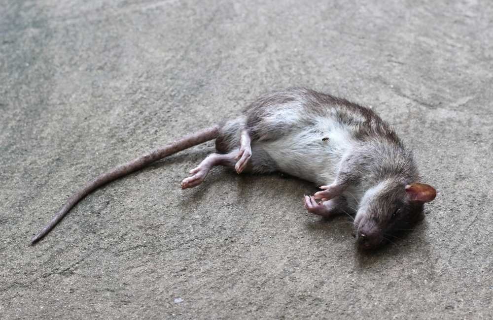 家裡出現死老鼠味道？最常出現的位置