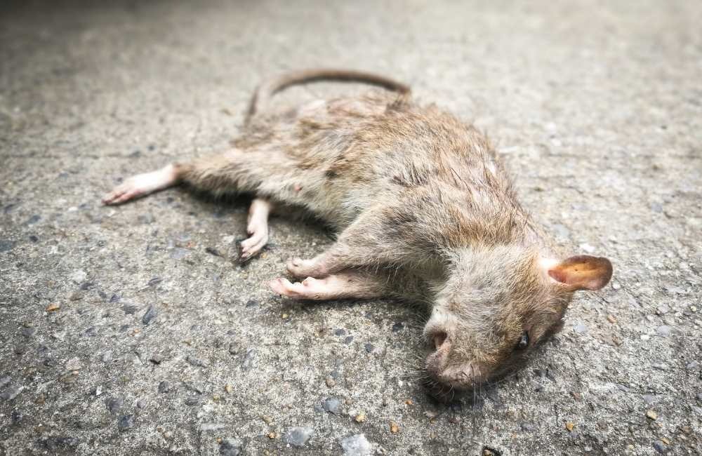 死老鼠味道為什麼這麼臭？死鼠腐敗氣味來源解析