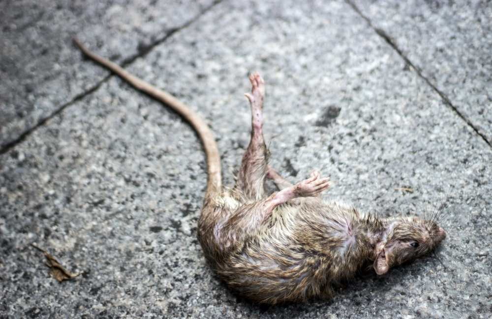 死老鼠味道多久消失？了解腐敗過程與氣味持續時間