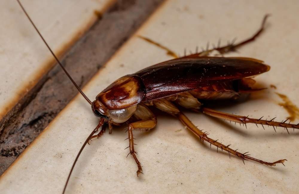 餐廳 vs. 食品工廠:不同場域的蟑螂防治重點有何不同?