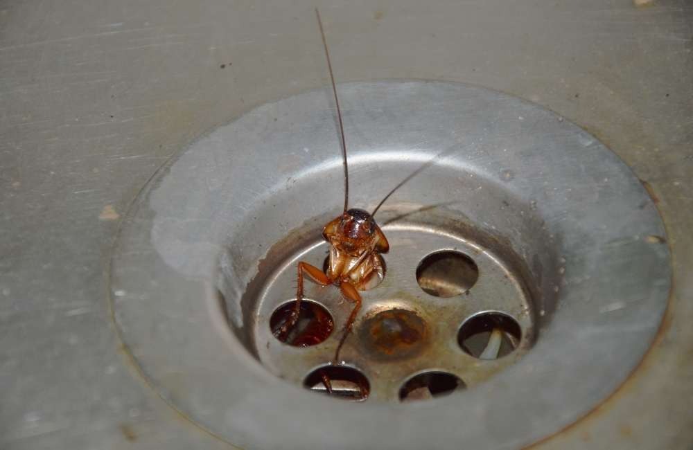 清潔與硬體維護:阻斷蟑螂生存與移動的關鍵路徑