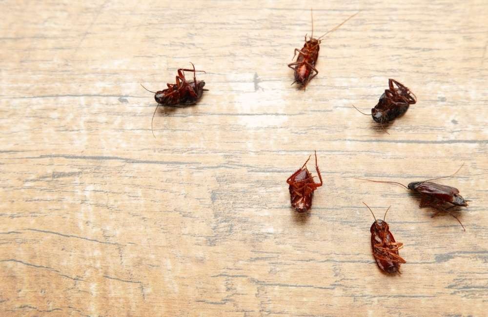 空間結構差異:餐廳與食品工廠的蟑螂藏匿熱點分析