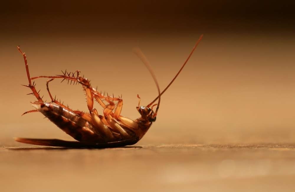 藥劑選擇與食安規範:食品生產環境的蟑螂施藥準則