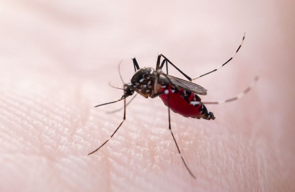 為什麼室內防蚊總是失敗？先找出蚊子的潛入路徑